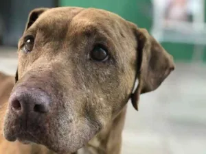 Cachorro raça Pit bull idade 6 ou mais anos nome Titi