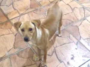 Cachorro raça SRD idade 7 a 11 meses nome Nina