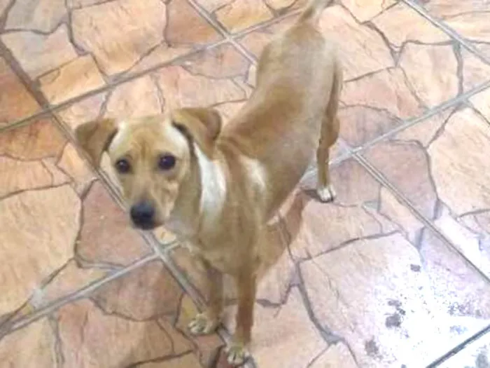Cachorro ra a SRD idade 7 a 11 meses nome Nina