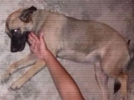 Cachorro raça Vira lata idade 1 ano nome Meggy