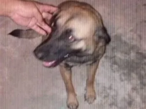 Cachorro raça Vira lata idade 1 ano nome Meggy