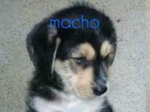 Cachorro raça SRD idade 2 a 6 meses nome Filhotinhos