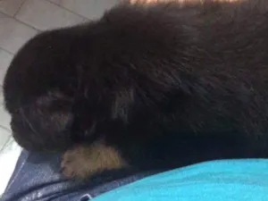 Cachorro raça SRD idade 2 a 6 meses nome Sem nome