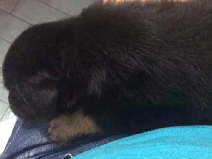 Cachorro ra a SRD idade 2 a 6 meses nome Sem nome