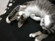Catarina