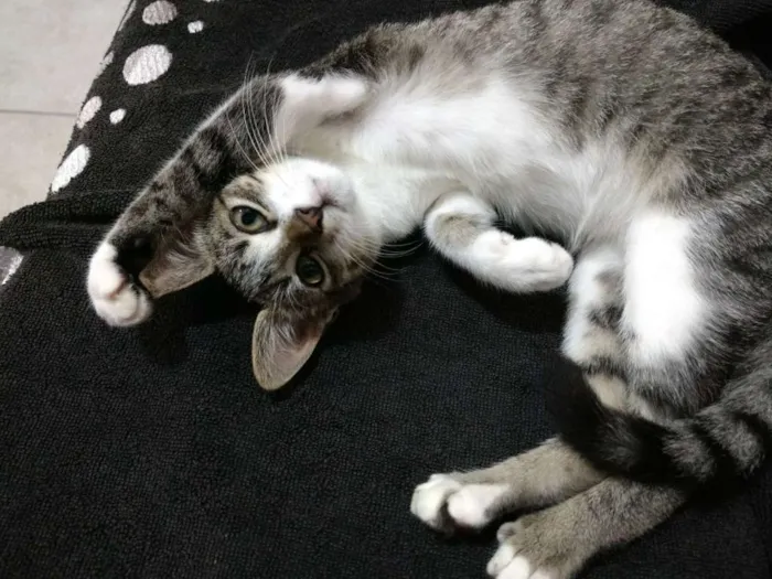 Gato ra a SRD idade 2 a 6 meses nome Catarina