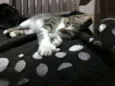 Catarina