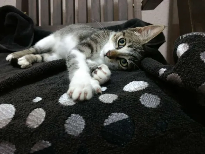 Gato ra a SRD idade 2 a 6 meses nome Catarina
