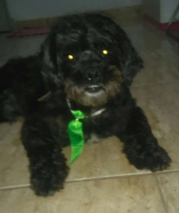 Cachorro ra a Poodle idade 2 anos nome Snoopy