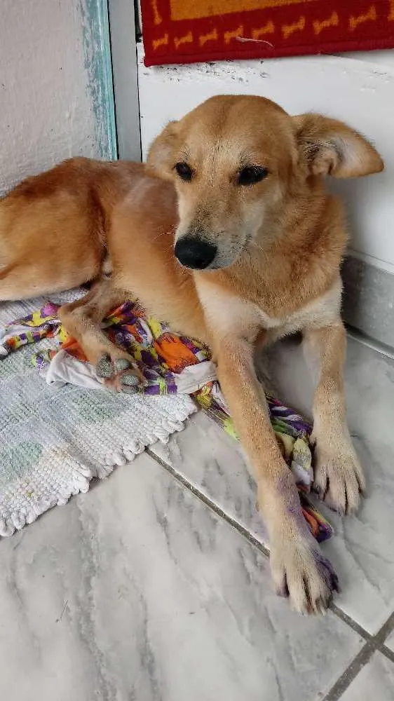 Cachorro ra a  idade 1 ano nome Galego