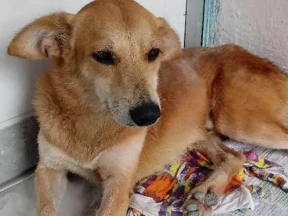 Cachorro ra a  idade 1 ano nome Galego