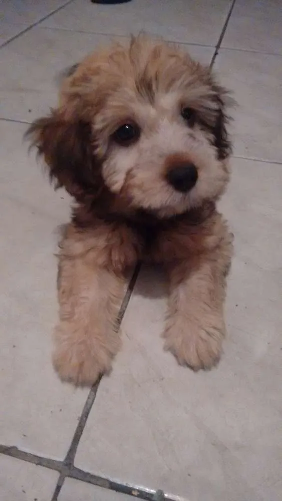 Cachorro raça Podlle misturado idade 2 a 6 meses nome Zaira