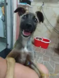 Belinha