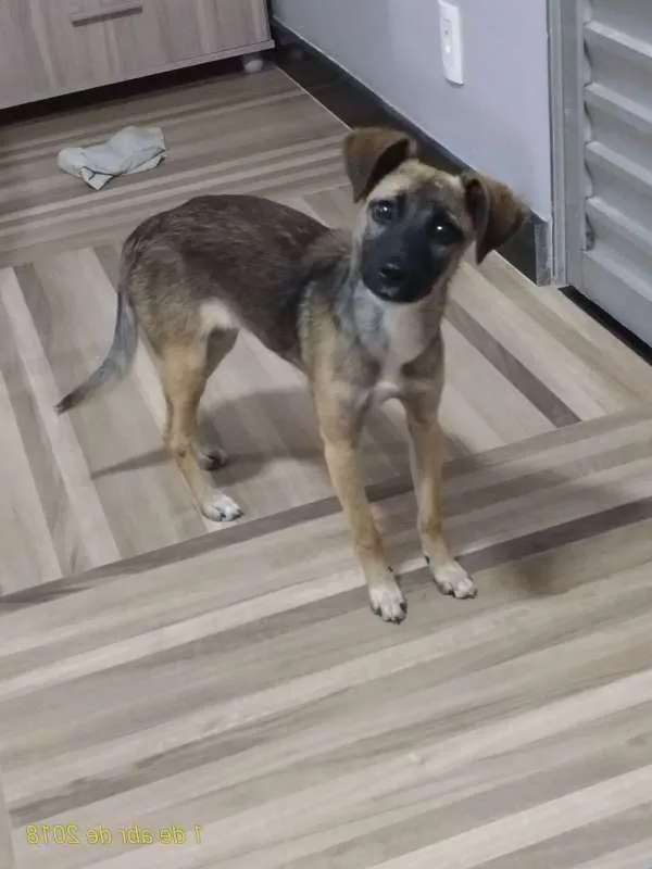 Cachorro raça SRD idade 2 a 6 meses nome Belinha
