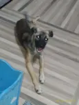 Belinha