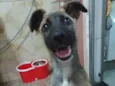 Belinha