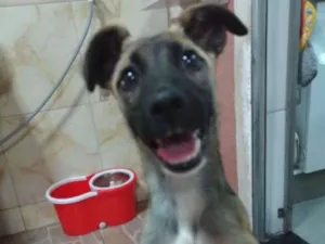 Cachorro raça SRD idade 2 a 6 meses nome Belinha