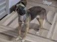 Belinha