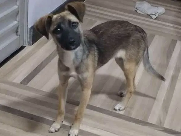 Cachorro raça SRD idade 2 a 6 meses nome Belinha