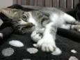 Catarina