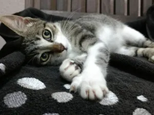 Gato raça SRD idade 2 a 6 meses nome Catarina