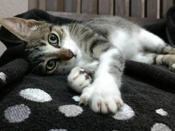 Gato ra a SRD idade 2 a 6 meses nome Catarina