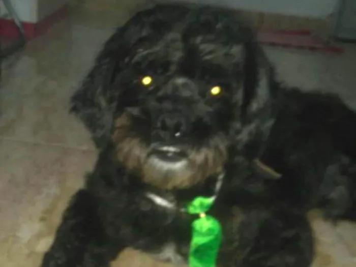 Cachorro ra a Poodle idade 2 anos nome Snoopy