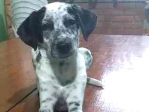 Cachorro raça Dálmata idade 7 a 11 meses nome xita