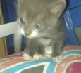 Apolo