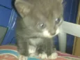 Apolo