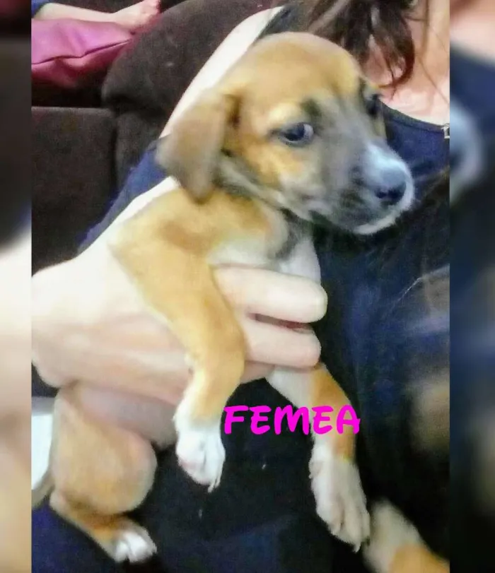 Cachorro ra a Labrados e viralata idade Abaixo de 2 meses nome Filhotinhos da Amora