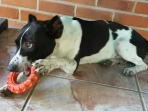 Cachorro raça SRD idade 2 a 6 meses nome -