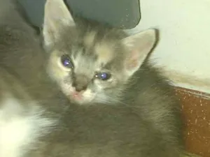 Gato raça Viralata idade Abaixo de 2 meses nome Marri
