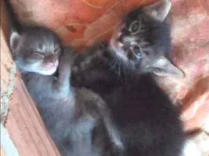 Gato raça Sem raça idade 2 a 6 meses nome Não tem