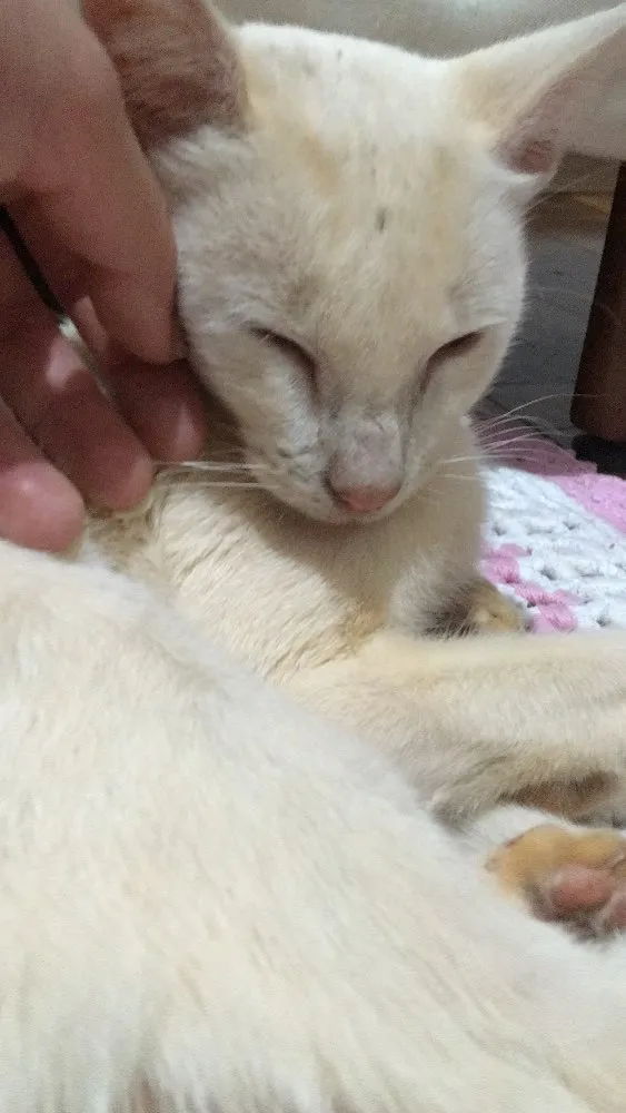 Gato raça  idade 1 ano nome Sem nome 