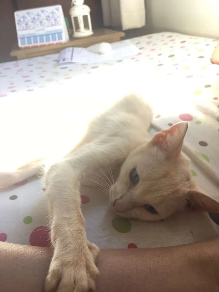 Gato raça  idade 1 ano nome Sem nome 