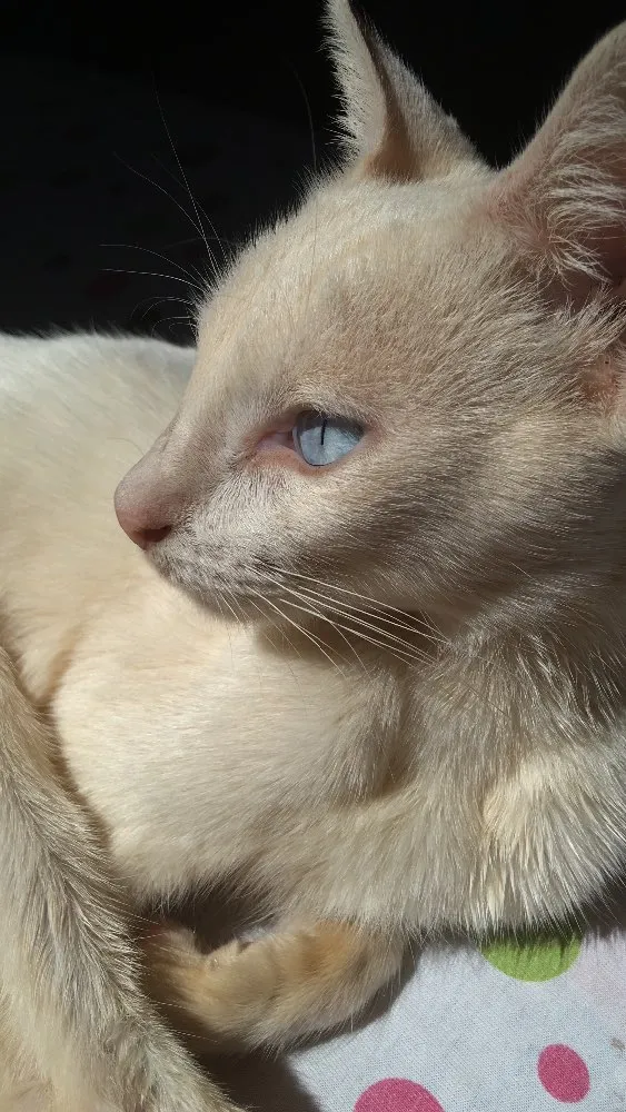 Gato raça  idade 1 ano nome Sem nome 