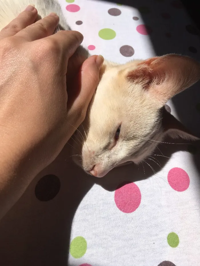 Gato raça  idade 1 ano nome Sem nome 