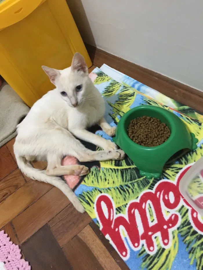Gato raça  idade 1 ano nome Sem nome 