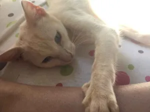 Gato raça  idade 1 ano nome Sem nome 