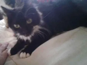Gato raça Indefinido  idade 1 ano nome D.O