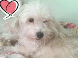 Cachorro raça indefinida idade 6 ou mais anos nome tchuka GRATIFICA
