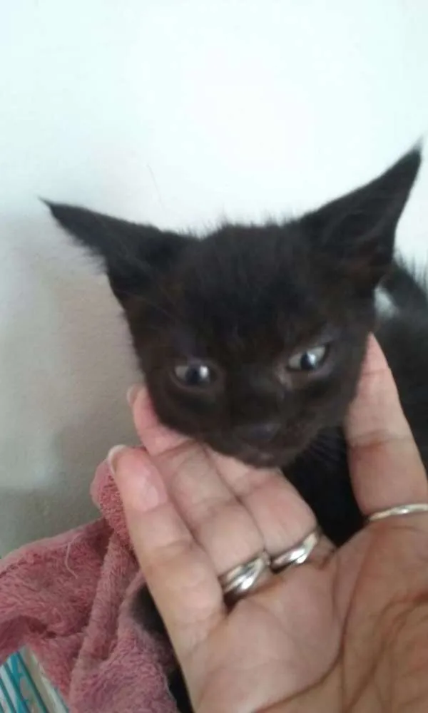 Gato ra a  idade Abaixo de 2 meses nome Sem nome 