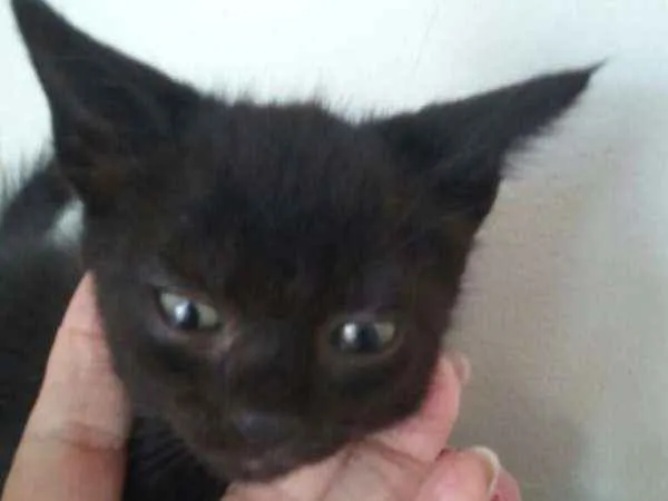 Gato ra a  idade Abaixo de 2 meses nome Sem nome 