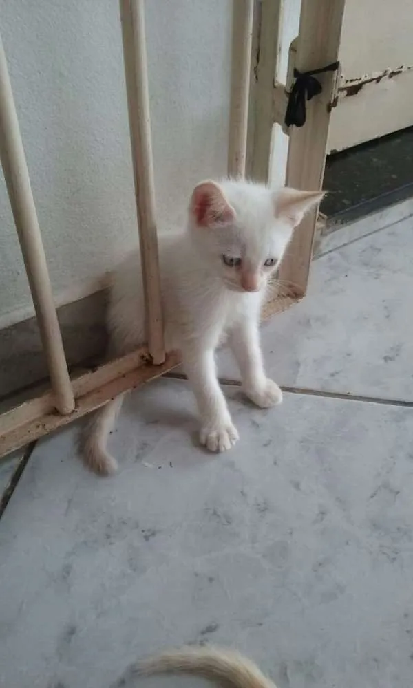 Gato ra a  idade Abaixo de 2 meses nome Sem nome 