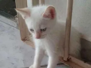 Gato raça  idade Abaixo de 2 meses nome Sem nome 