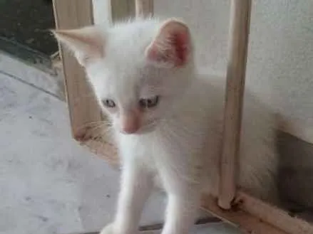 Gato ra a  idade Abaixo de 2 meses nome Sem nome 