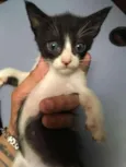 frajolinha urgente