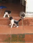 frajolinha urgente