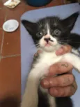 frajolinha urgente